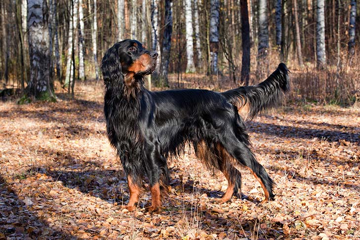 Gordon Setter: Dog Breed Characteristics & Care-WildCreaturey