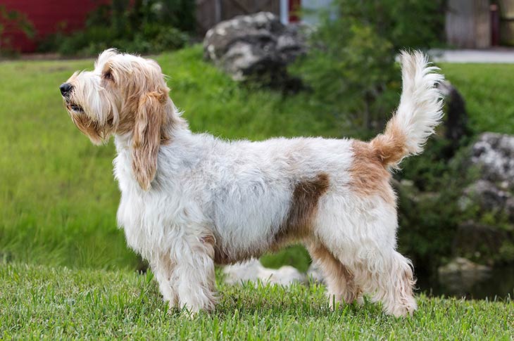 Grand Basset Griffon VendÃ©en: Breed Characteristics & Care-WildCreaturey