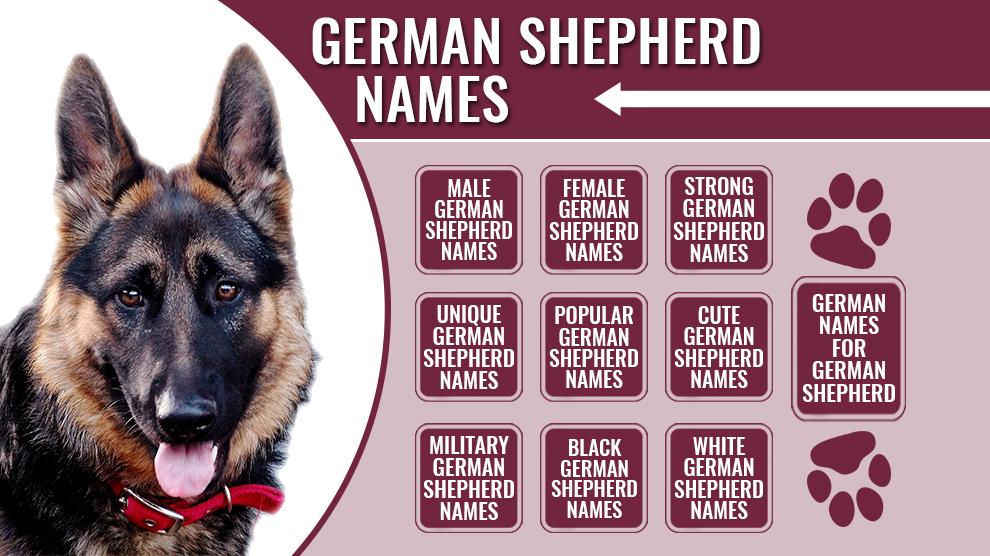 Great Names for German Shepherds-WildCreaturey