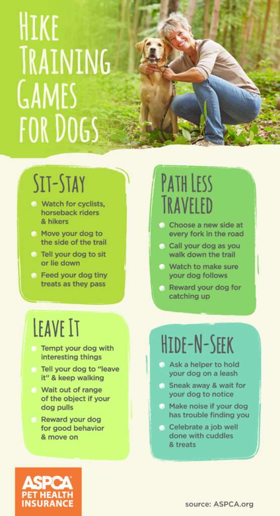 Great Ways to Exercise With Your Dog-WildCreaturey