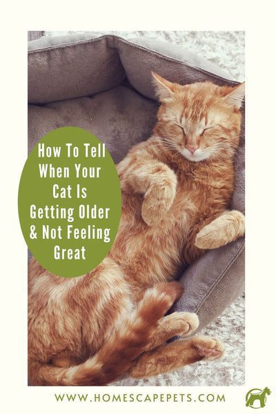 Growing Gracefully: Signs of an Aging Cat