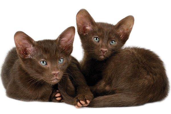 Havana Brown Cats: Chocolate Delights in Feline Form