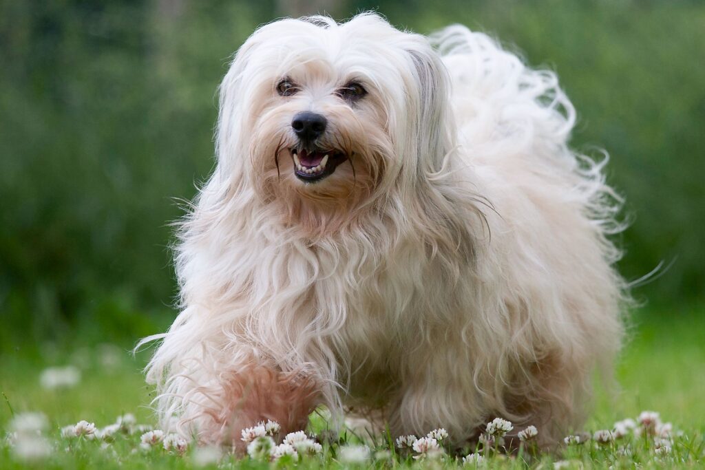 Havanese: Dog Breed Characteristics & Care-WildCreaturey