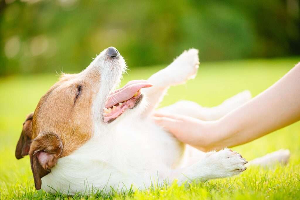 Heat Rash in Dogs-WildCreaturey