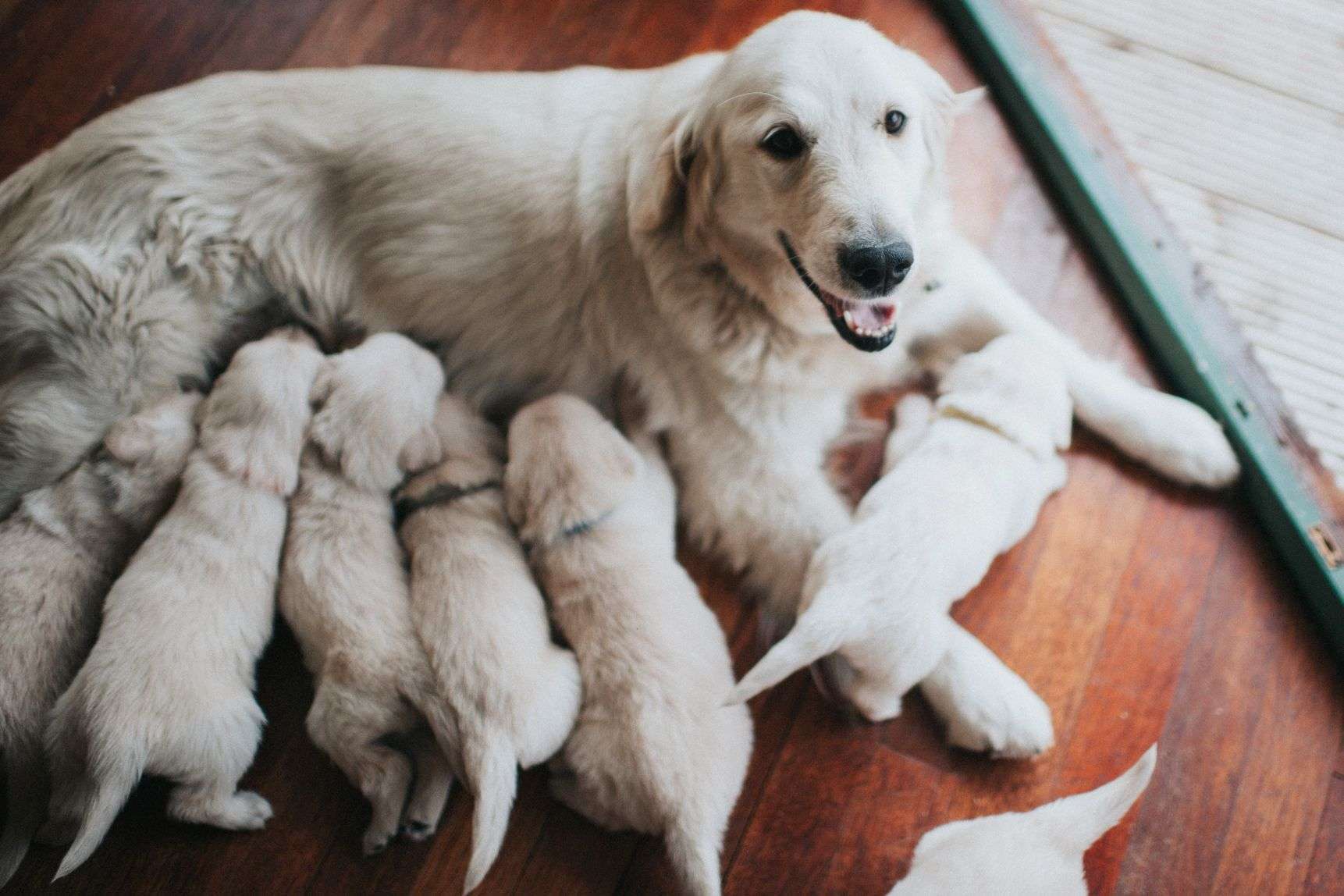 Helping a Dog in Labor-WildCreaturey