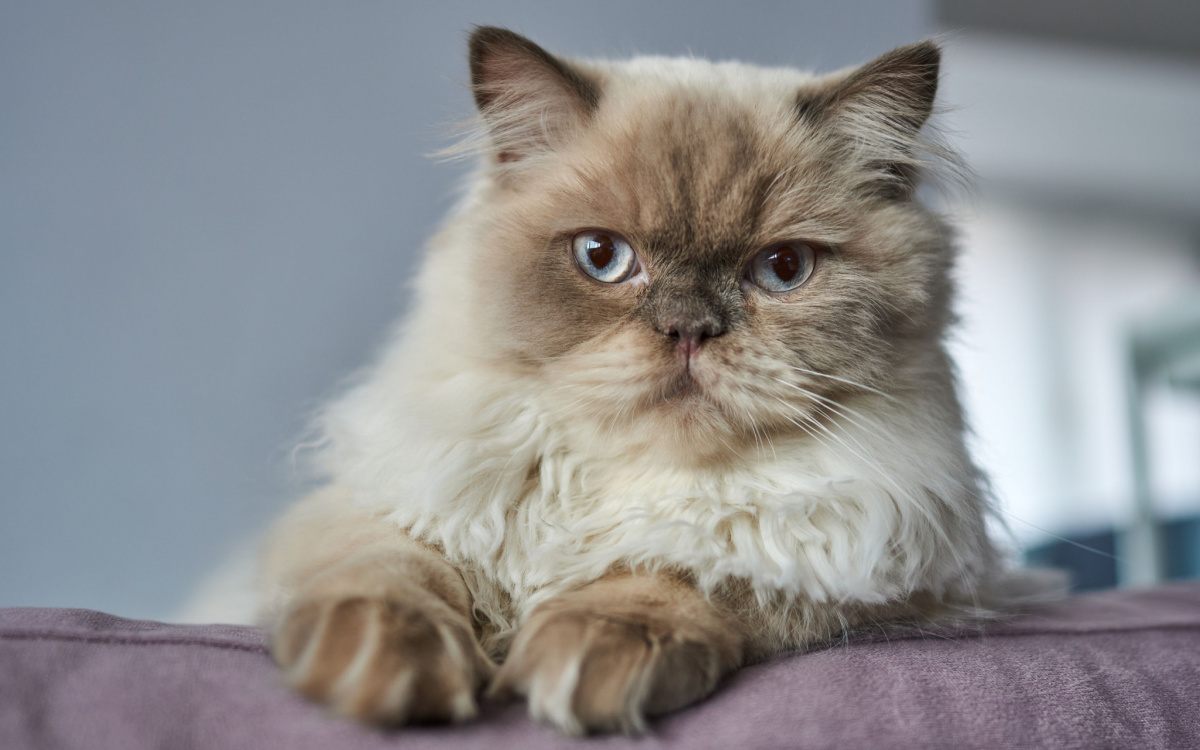 Himalayan Cat Names