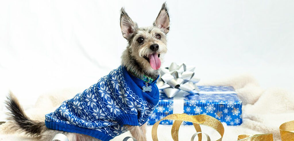 Holiday Health Scares: Caring for Your Pet