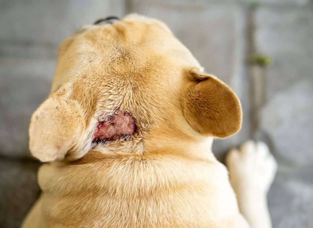 Hot Spots on Dogs-WildCreaturey