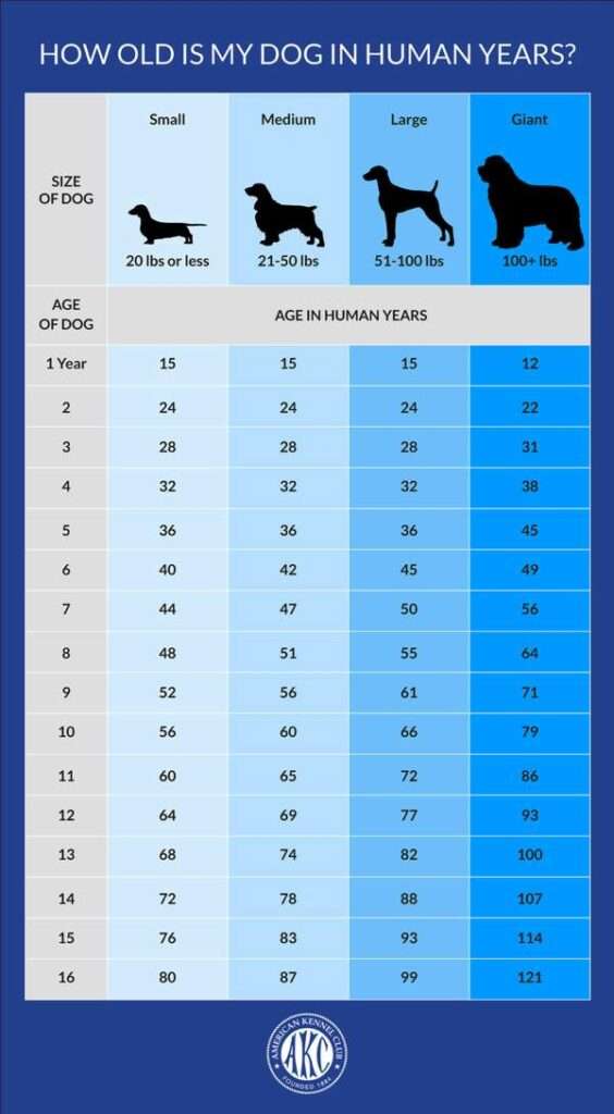 How Long Do Small Dogs Live?-WildCreaturey