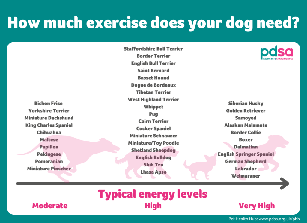 How Long Should You Walk Your Dog?-WildCreaturey