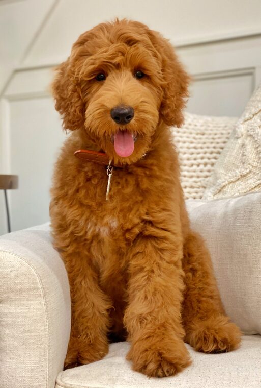 How Much Are Goldendoodles?-WildCreaturey