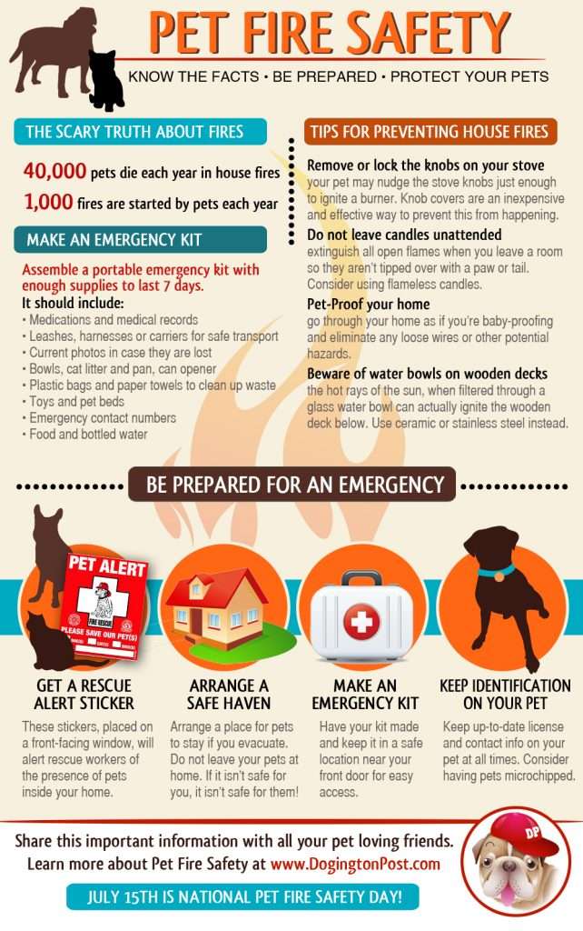 How To Keep Your Pet Safe During a Fire-WildCreaturey