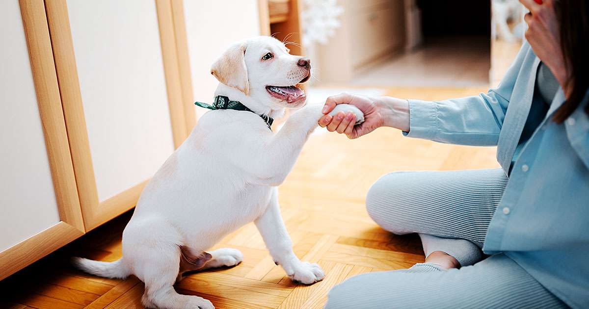 How To Teach Your Dog New Tricks-Wilcreaturey