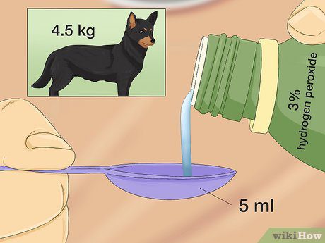 How and When to Induce Vomiting in a Puppy-WildCreaturey