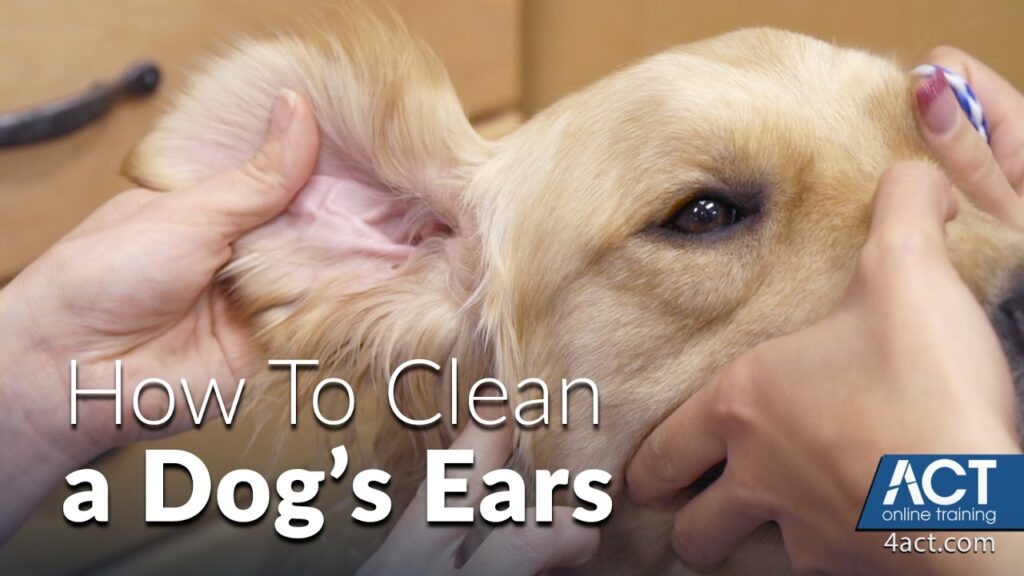 How to Clean Your Dog's Ears-WildCreaturey