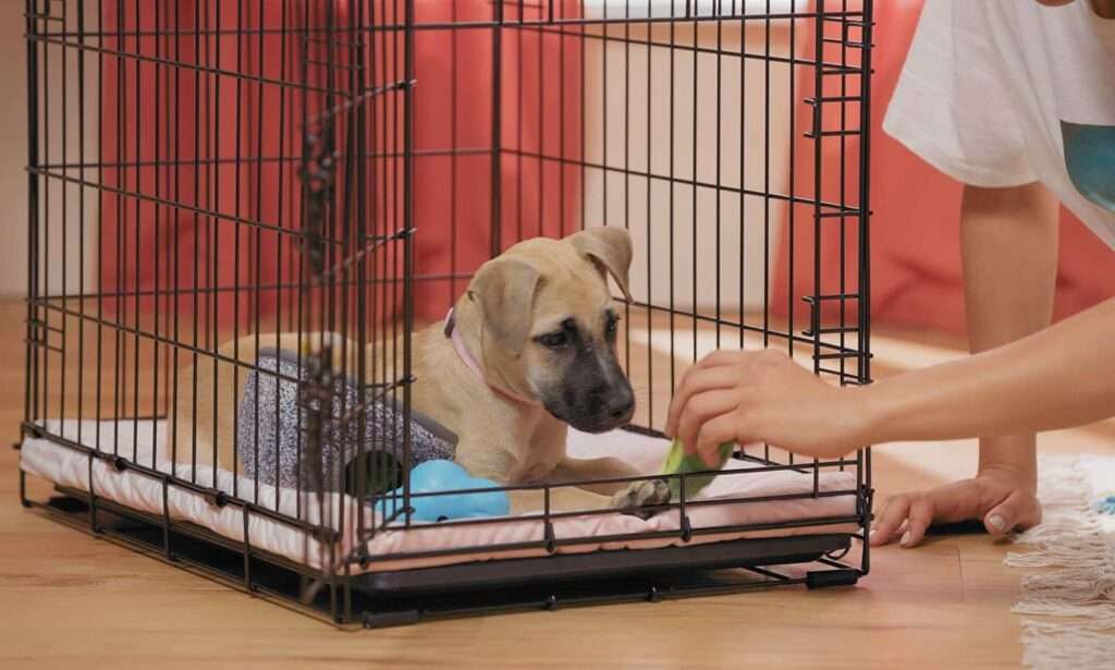 How to Crate Train Your Dog or Puppy-WildCreaturey