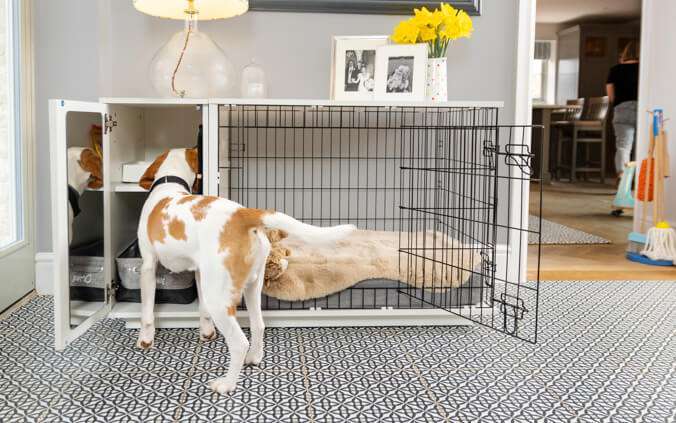 How to Crate Train an Older Dog-WildCreaturey