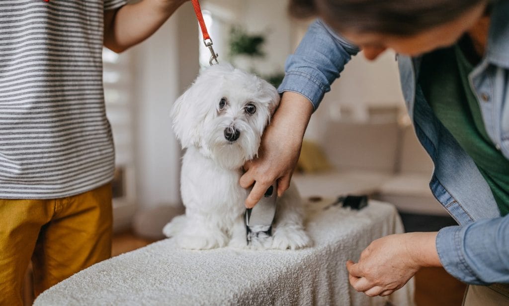 How to Give Your Dog a Haircut at Home-WildCreaturey