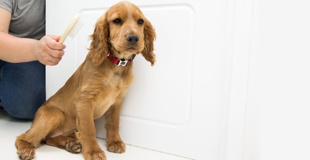 How to Groom a Puppy-WildCreaturey