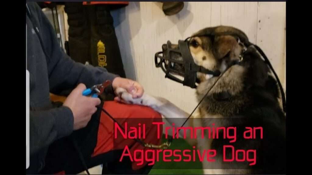 How to Handle Aggression in Dogs During Nail Clippings-WildCreaturey