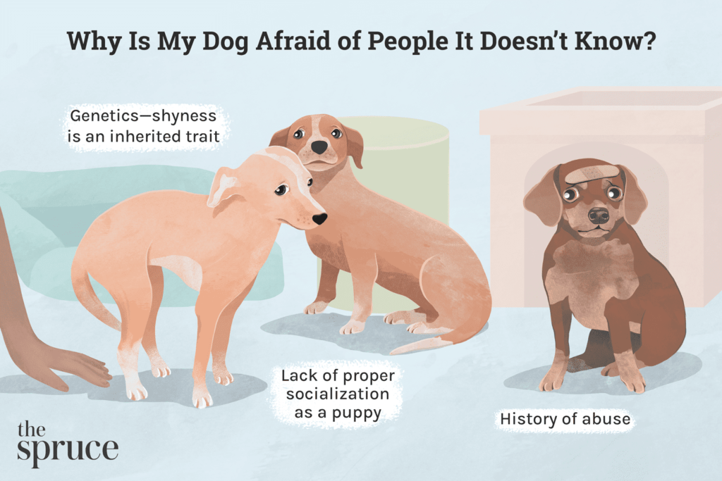 How to Handle Your Dog Around People With Dog Phobias-WildCreaturey