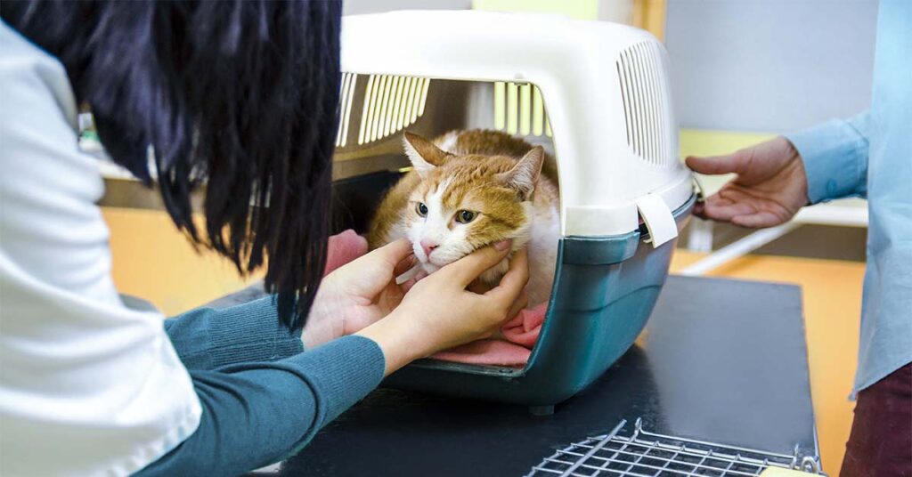 Vet Ventures: Stress-Free Vet Visits for Your Cat