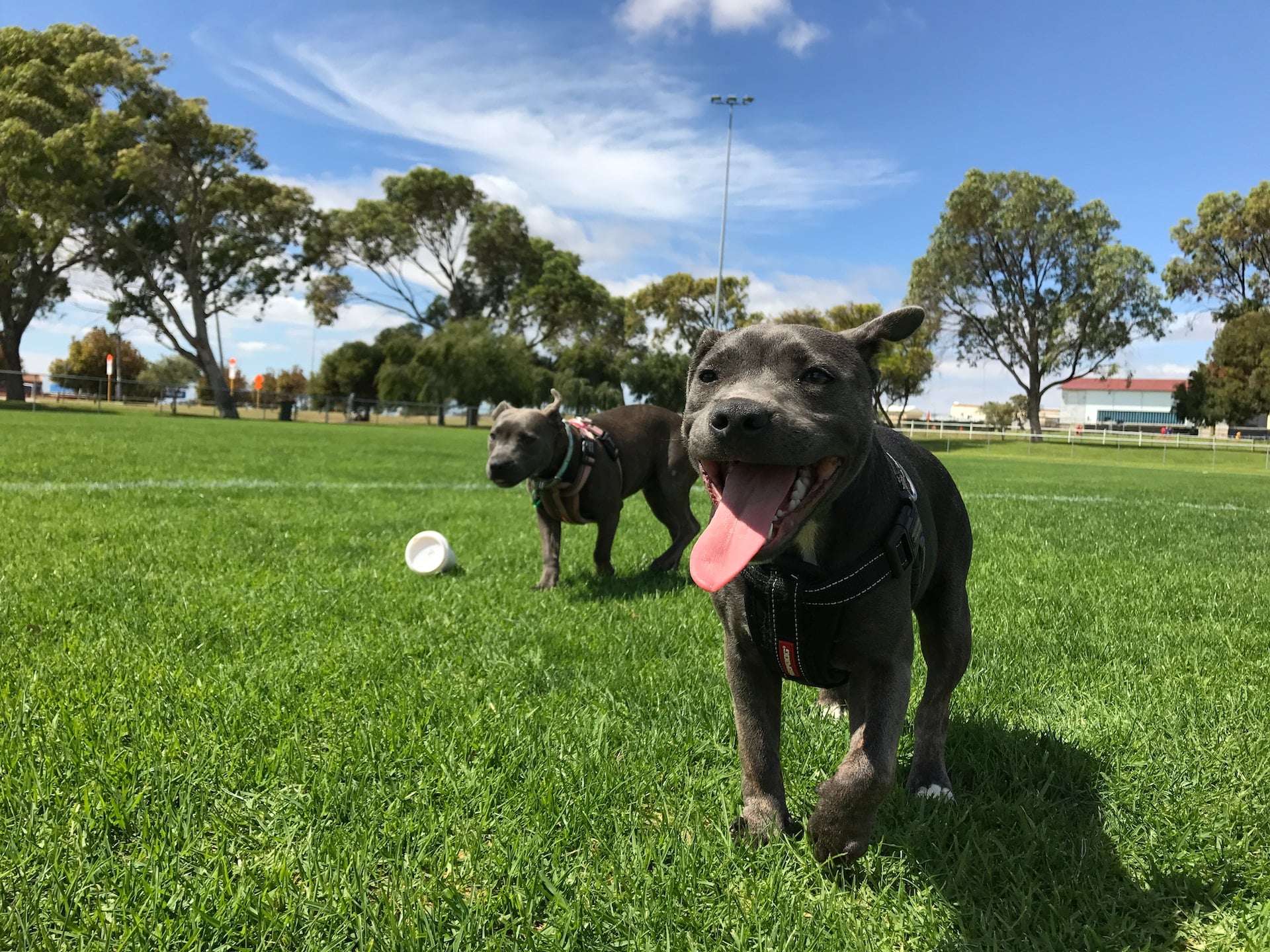 How to Keep Your Dog Healthy and Safe at Your Citys Dog Park-WildCreaturey