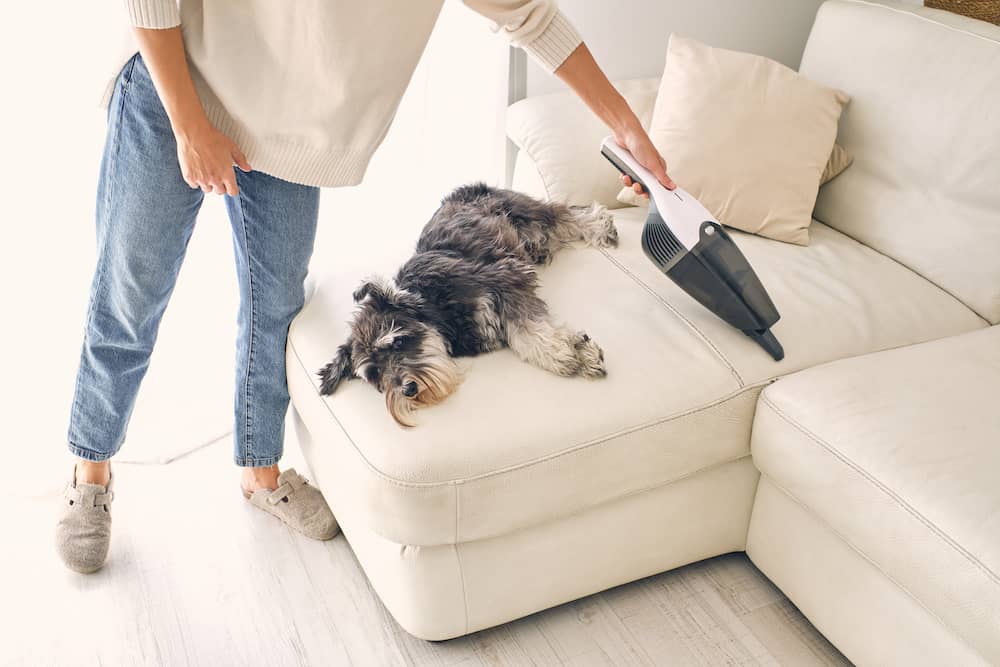How to Keep Your House Clean With Indoor Dogs-WildCreaturey