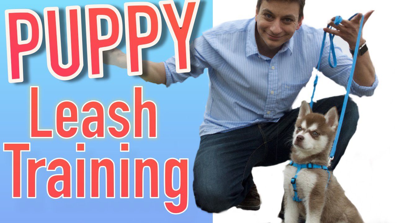 How to Leash Train Your Puppy-WildCreaturey