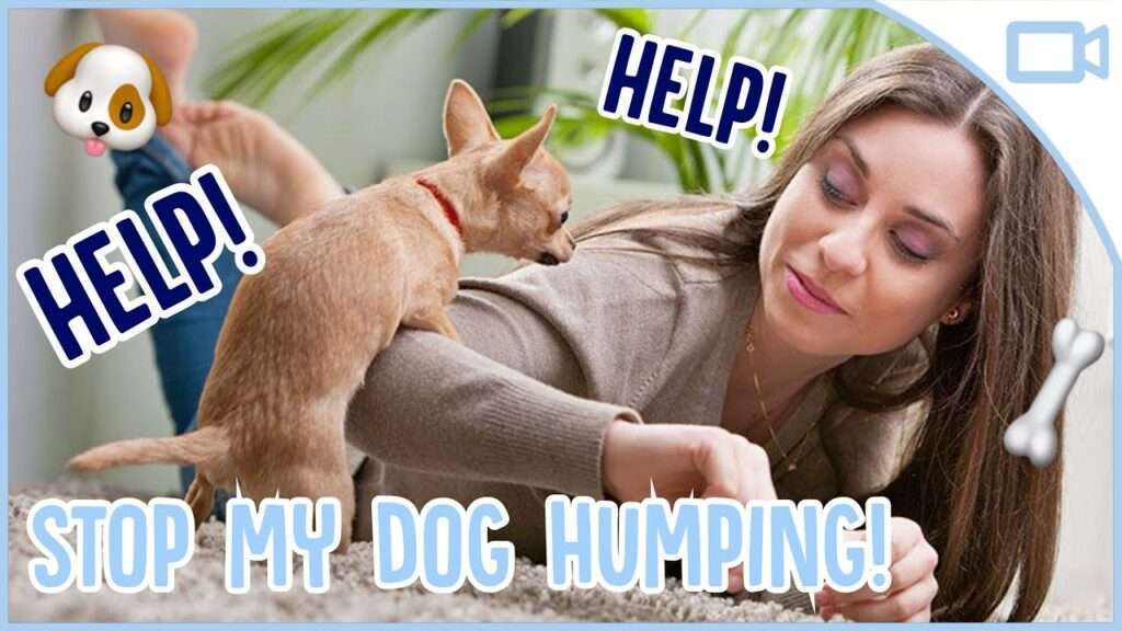 How to Stop Your Dog From Humping-WildCreaturey