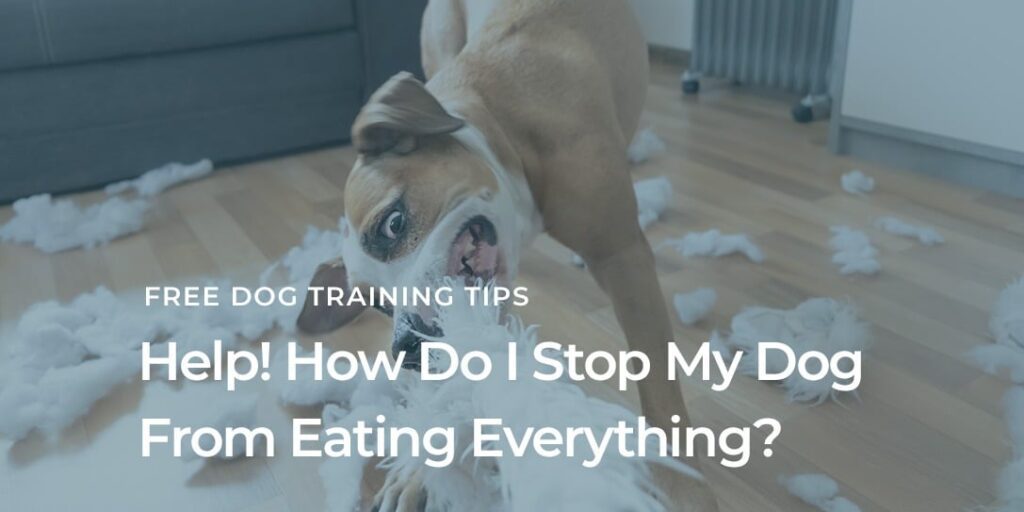 How to Stop Your Puppy From Eating Everything-WildCreaturey