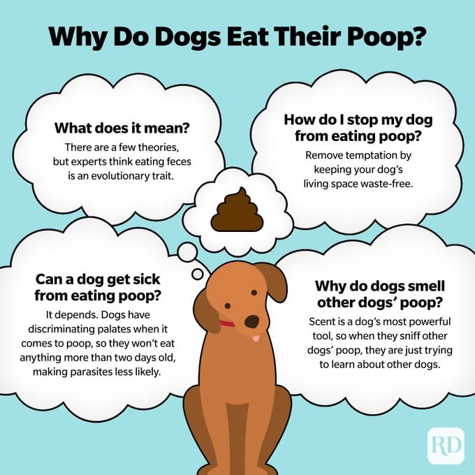 How to Stop Your Puppy From Eating Poop-WildCreaturey