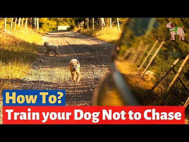 How to Train Your Dog Not to Chase-WildCreaturey