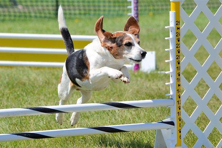 How to Train Your Dog in Agility Sports-WildCreaturey