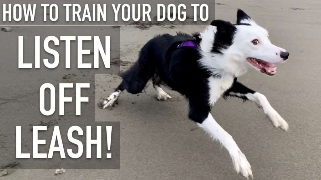 How to Train Your Dog to Be off the Leash-WildCreaturey