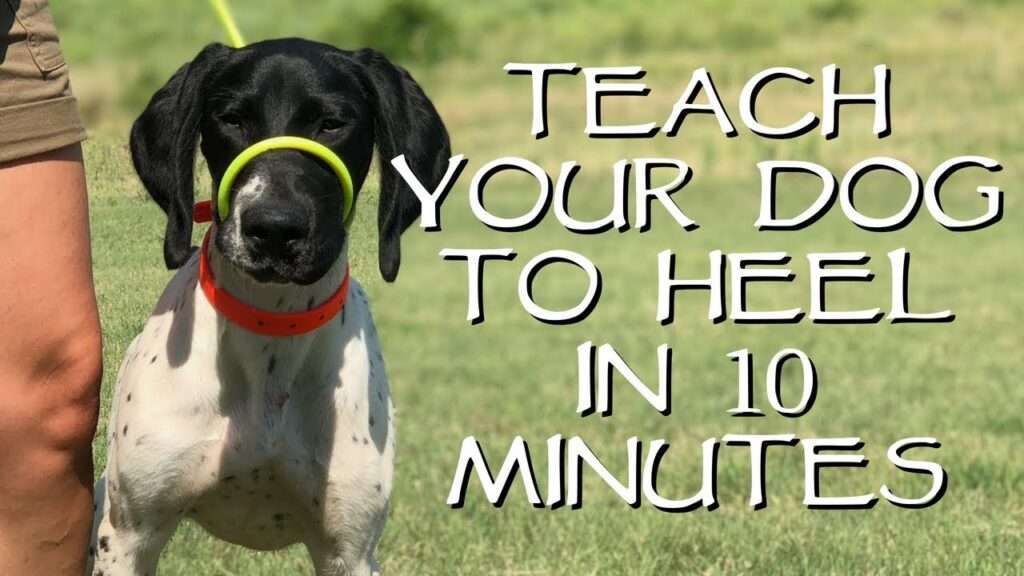 How to Train Your Dog to Heel-WildCreaturey