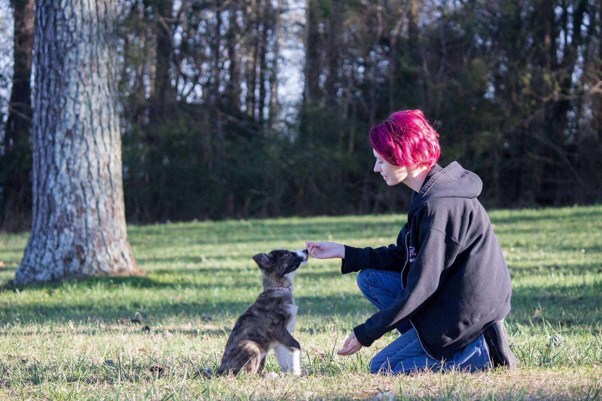 How to Train Your Dog to Lie Down-Wildcreaturey