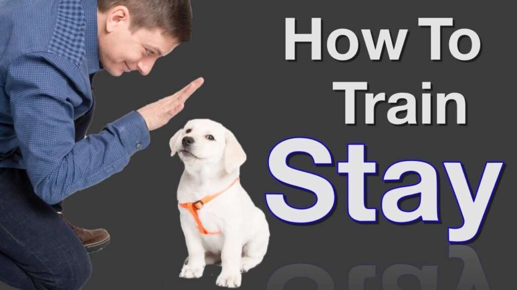 How to Train Your Dog to Stand and Stay-WildCreaturey