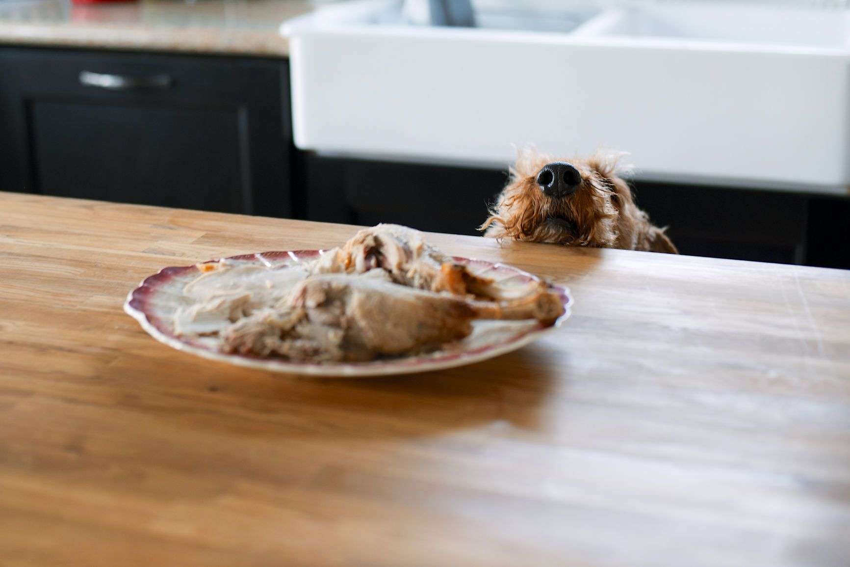 How to Train Your Dog to Stop Jumping on the Counter-WildCreaturey