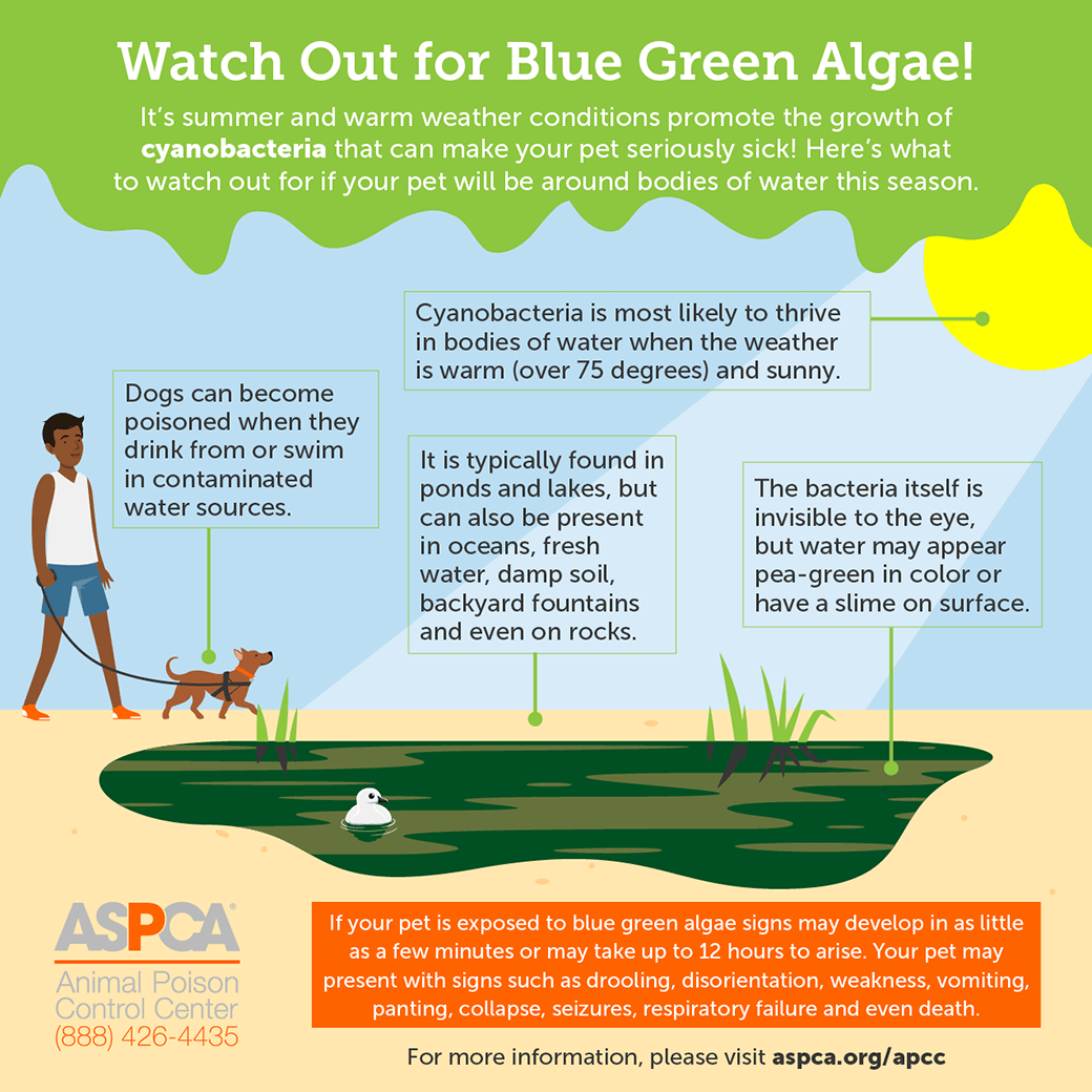 How to protect your dog from blue-green algae this summer-WildCreaturey