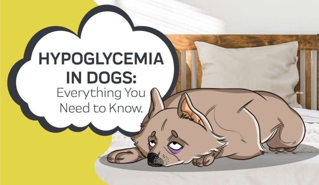 Hypoglycemia in Puppies-WildCreaturey