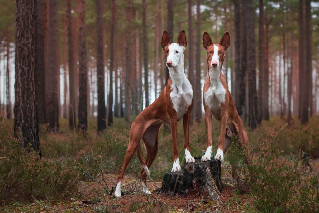 Ibizan Hound: Dog Breed Characteristics & Care-WildCreaturey