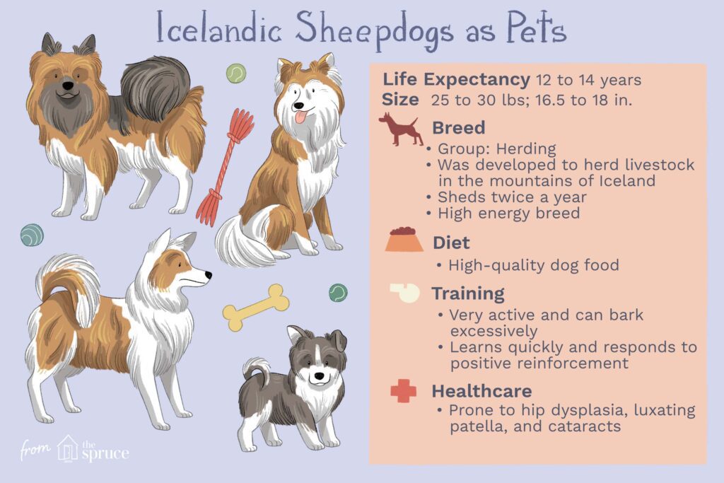 Icelandic Sheepdog: Dog Breed Characteristics & Care-WildCreaturey