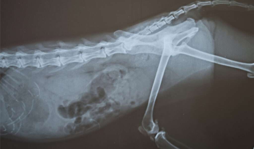 Intestinal Obstruction in Dogs-WildCreaturey