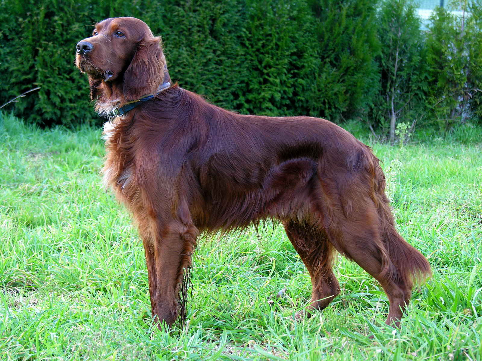 Irish Setter (Red Setter): Dog Breed Characteristics & Care-WildCreaturey