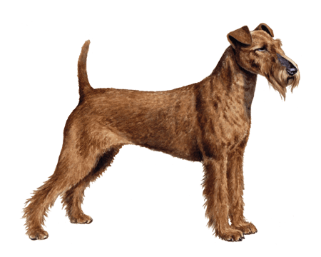 Irish Terrier: Dog Breed Characteristics & Care-WildCreaturey