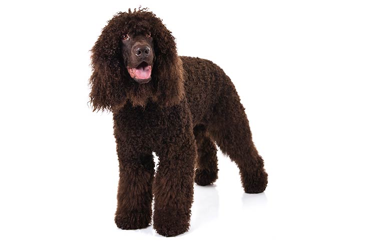 Irish Water Spaniel: Dog Breed Characteristics & Care-WildCreaturey