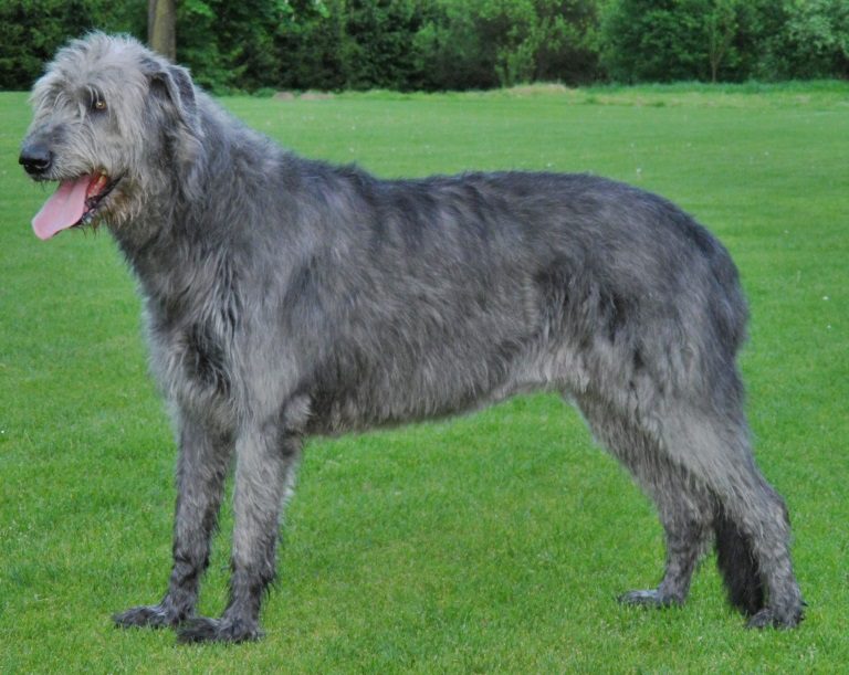 Irish Wolfhound: Dog Breed Characteristics & Care-WildCreaturey