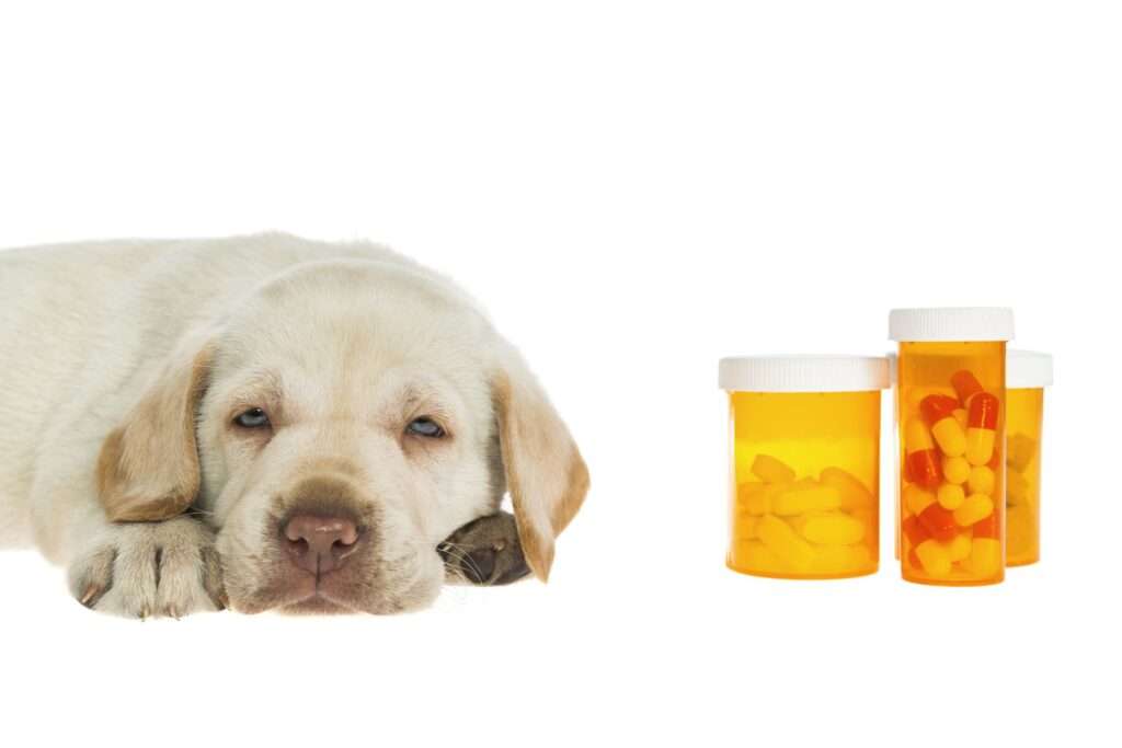 Is Ibuprofen Safe for Dogs?-WildCreaturey