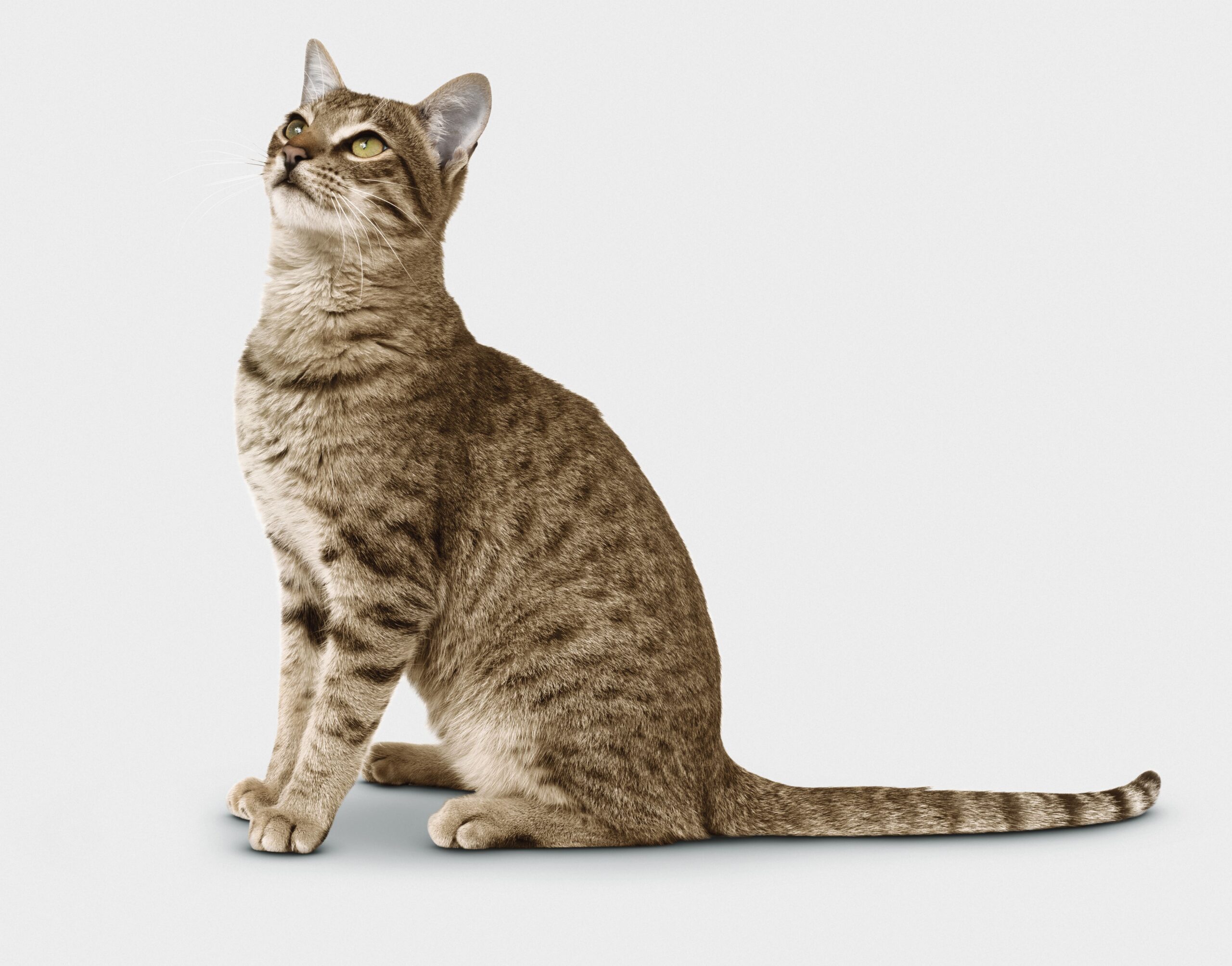 Is Your Cat Healthy? Check Their Upper Body